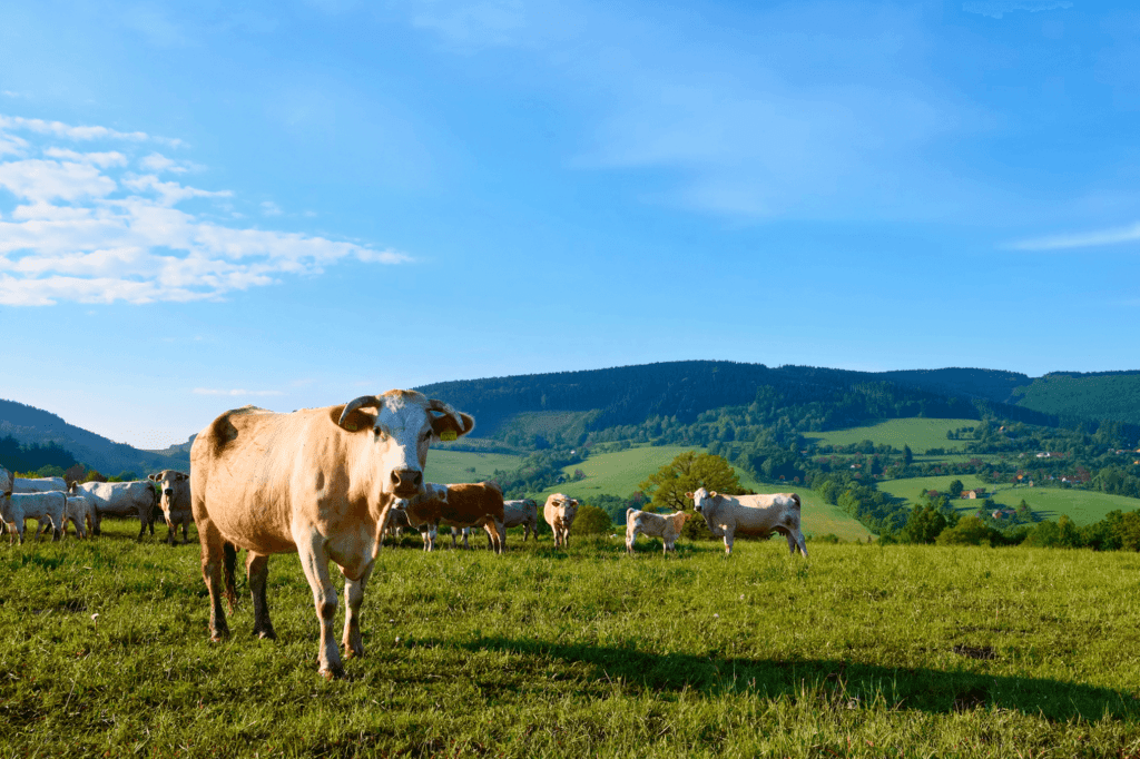 startups bem-estar animal e aquicultura